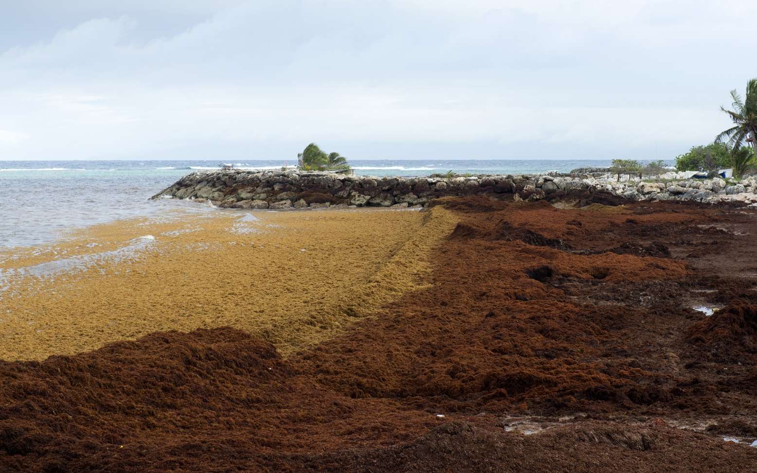 L invasion des algues aux Antilles Mer Océan