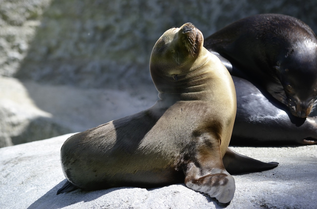 Des Bebes Phoques Decapites En Nouvelle Zelande