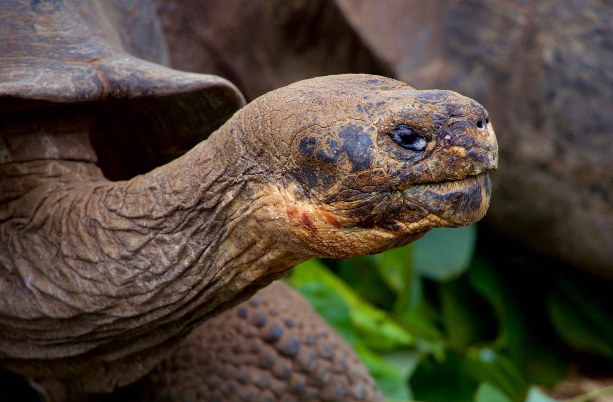 Bêtes de science : la drôle de mémoire des tortues géantes