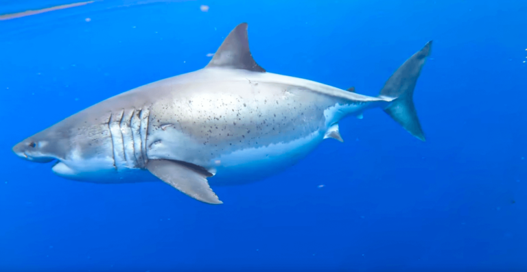 Deep Blue, Le Plus Grand Requin Blanc Du Monde - Mer & Océan